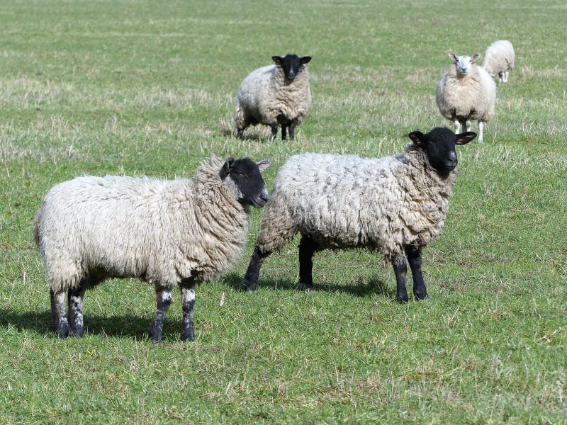 Moutons à tête noire dans le pâturage vert images libres de droits Moutons à tête noire dans le pâturage vert images libres de droits