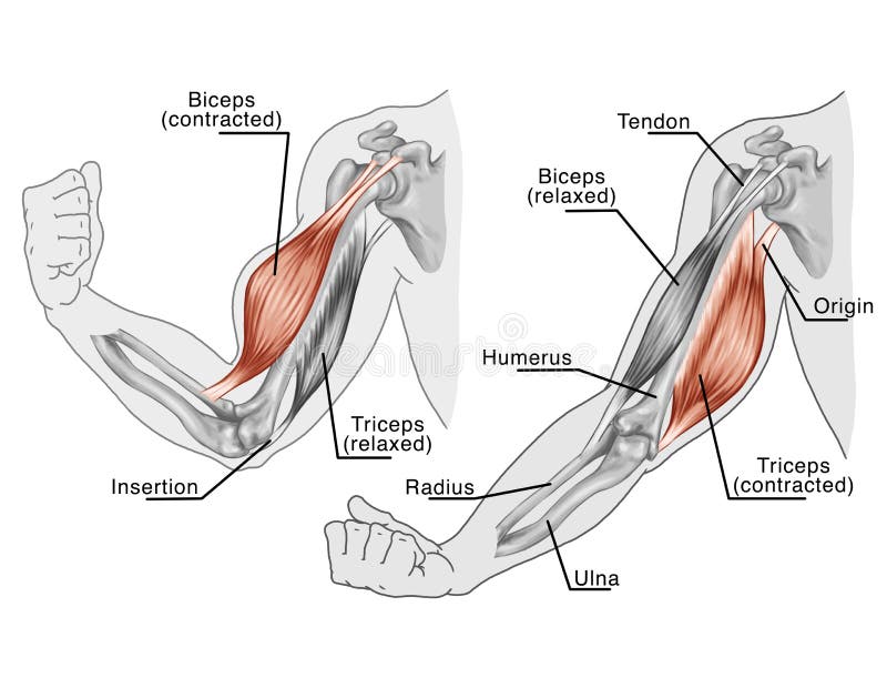 Mechanic somersault Incredible Mouvement Des Muscles De Bras Et De Main Illustration Stock - Illustration du biologie, femelle: 27882842 Mechanic somersault Incredible Mouvement Des Muscles De Bras Et De Main Illustration Stock - Illustration du biologie, femelle: 27882842