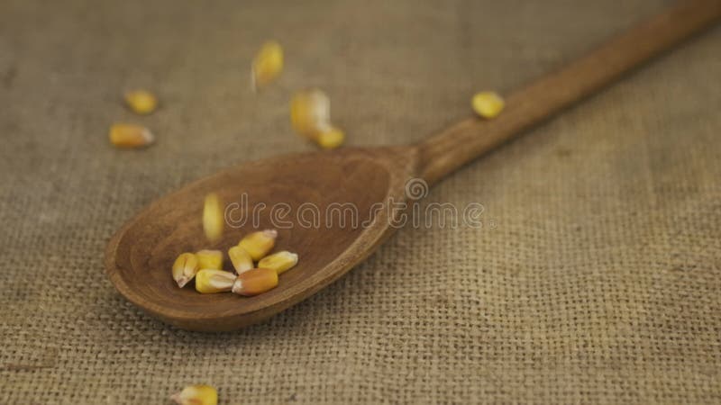 Mouvement lent. graines de maïs tombant dans une cuillère en bois posée sur un burlap. tas de grains dans une cuillère clips vidéos