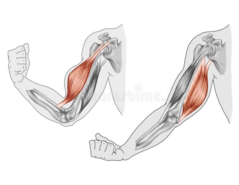 Anatomy of Biceps and Triceps Stock Vector - Illustration of cartilage,  biology: 183333892