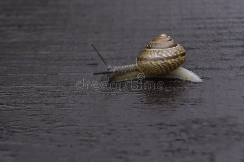 Mover-se do caracol lento em uma superfície de madeira imagens de stock Mover-se do caracol lento em uma superfície de madeira imagens de stock