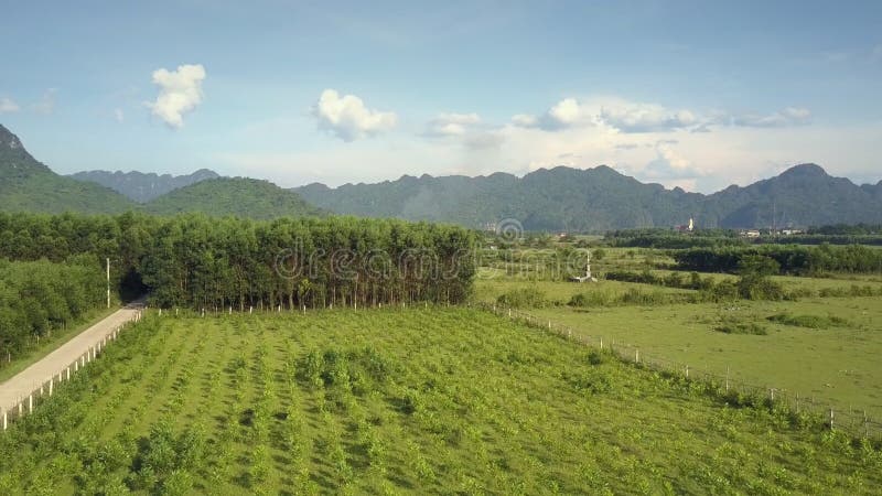 Movimento aéreo sobre o campo do milho e mergulhe perto da vila no dia