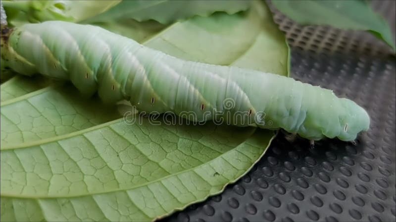 Movimento del corpo e della testa di un bellissimo bruco verde su una foglia