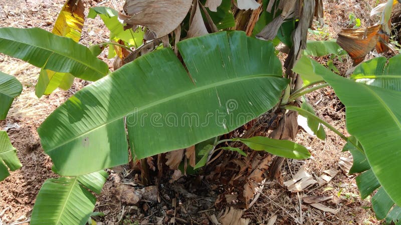 Movimento della foglia di una pianta di banana a causa della brezza