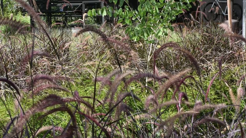 Movimento di erba e dei fiori dell'erba da vento ad all'aperto