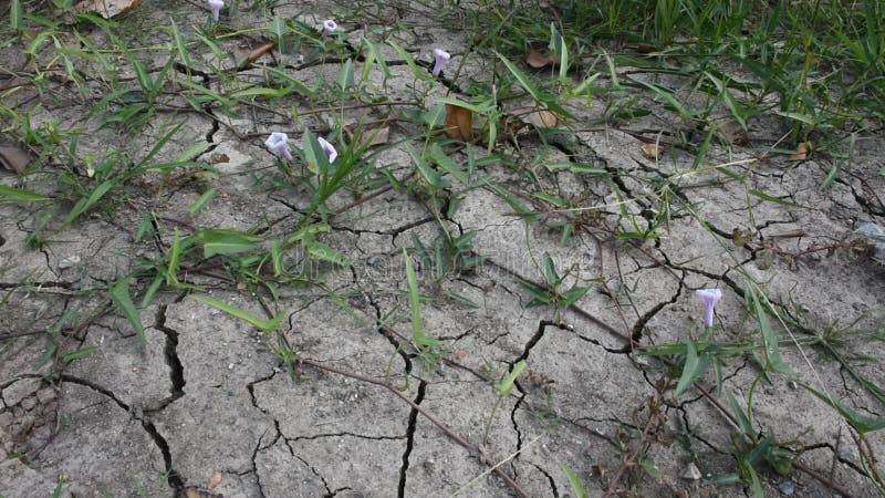 Movimento di erba e di ipomea tailandese su terra incrinata nel periodo di siccità