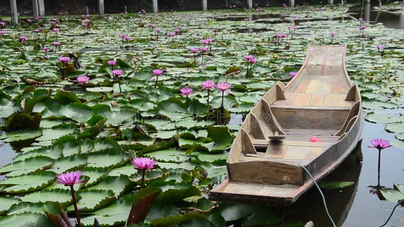 Movimento di loto rosa-rosso e moto della barca di legno che galleggia sullo stagno