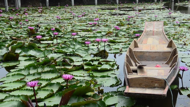 Movimento di loto rosa-rosso e moto della barca di legno che galleggia sullo stagno