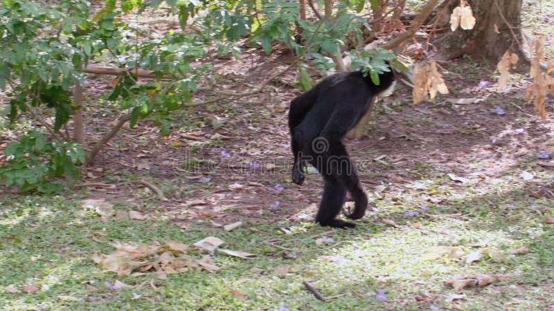 Foto Macaco branco e preto na grama verde durante o dia – Imagem