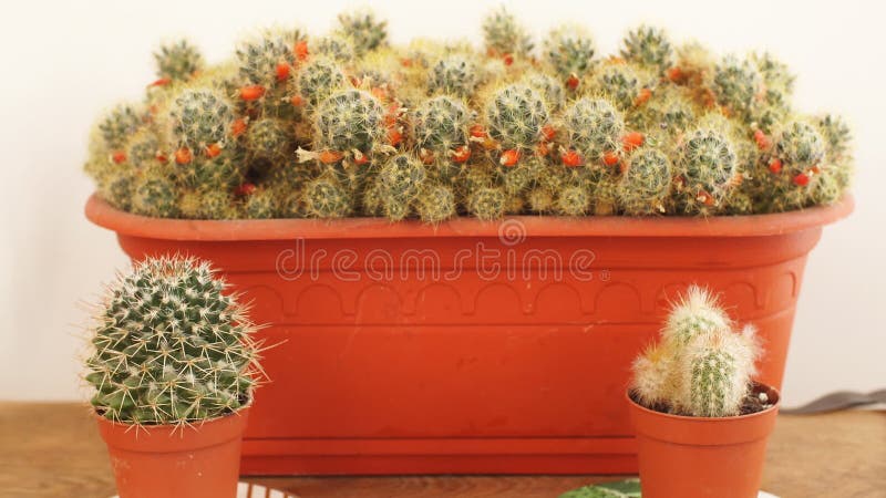 Movimento lento vario di mini cactus nel mini vaso