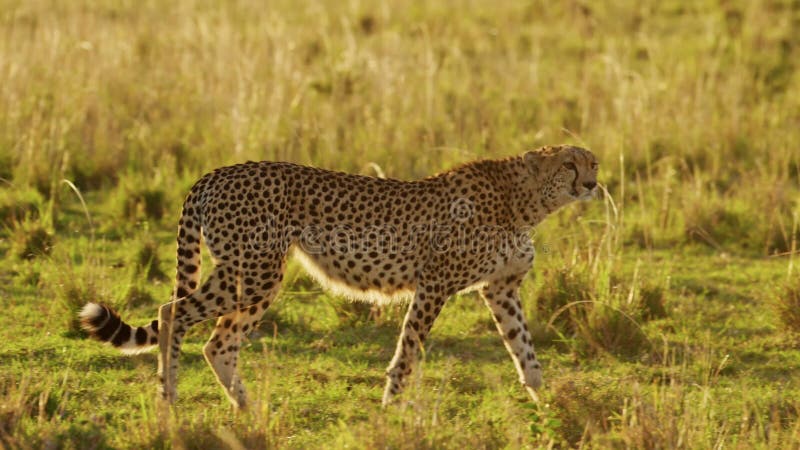 Movimiento lento de animales kenianos cazando chita en una cacería en el safari de vida salvaje de áfrica en maasai