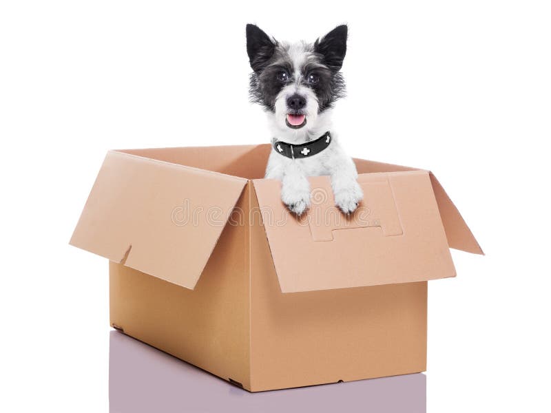 Moving box dog stock image. Image of delivery, business 34672043