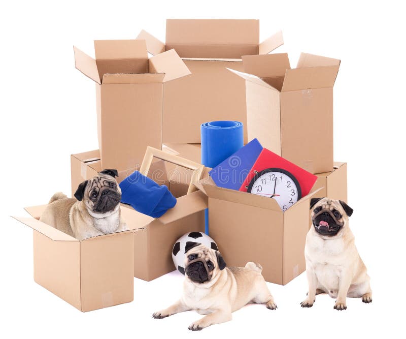 Three Dogs Boxes Stock Photos Free & RoyaltyFree Stock Photos from