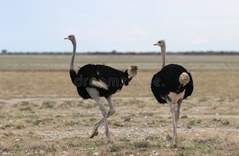 Two Ostrich moving on arid feature land of Etosha national park. Namibia. Two Ostrich moving on arid feature land of Etosha national park. Namibia.