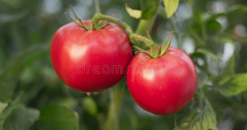 Moviéndose alrededor de tomates orgánicos frescos maduros de cosecha propia en el invernadero de la granja 4k video