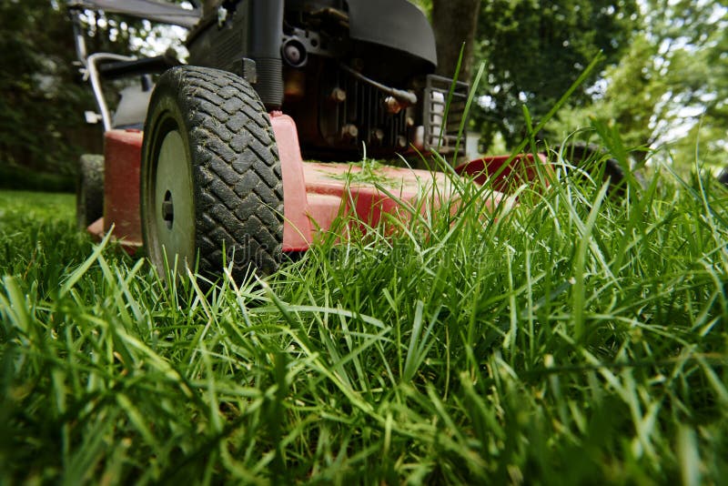 Mow lawn low angle of lawnmower cutting grass. royalty free stock photo Mow lawn low angle of lawnmower cutting grass. royalty free stock photo
