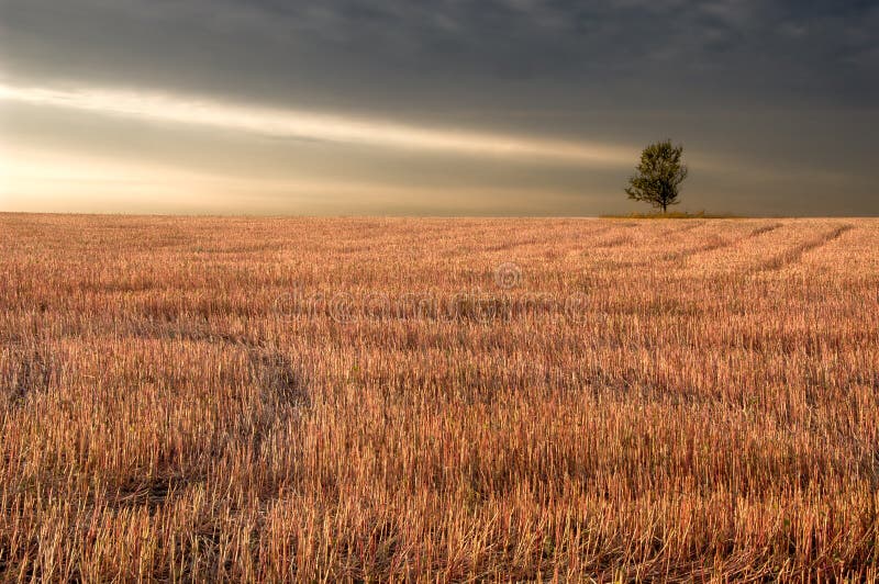 Mowed field of buckwheat