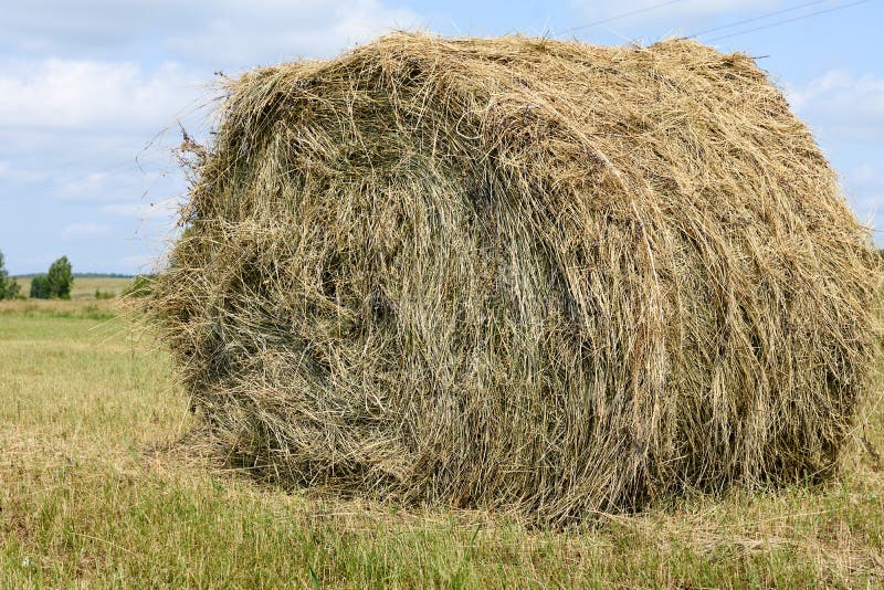 Mowed Hay Stacked for Drying Stock Photo - Image of work, mowing: 186550062