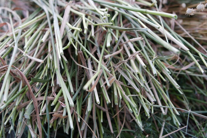 Mowed Tall Grass with a Thick Stem, Stacked in a Stack on the Ground, Stumps of Old Grass, Stems