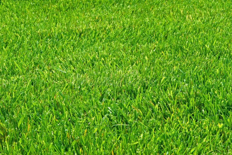 Mown grass