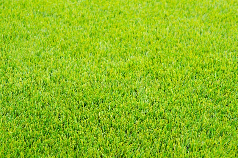 Mown green grass