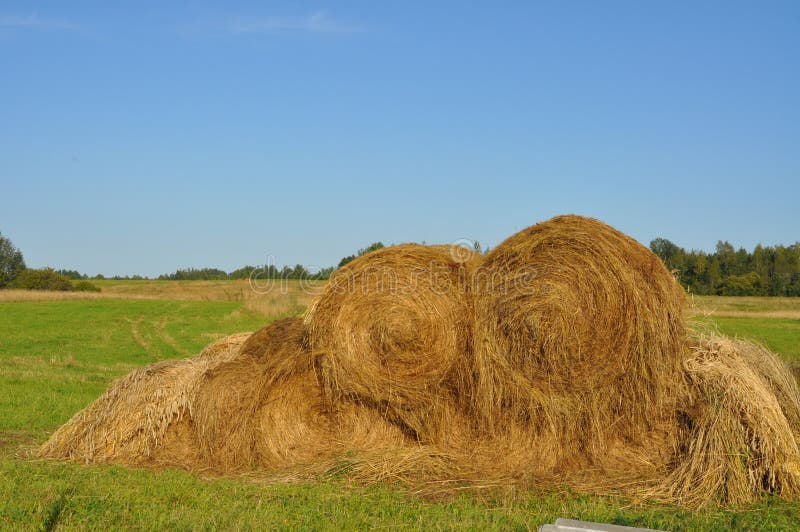 Mown Hay in the Meadow, Sunny Day. Stock Image - Image of natural