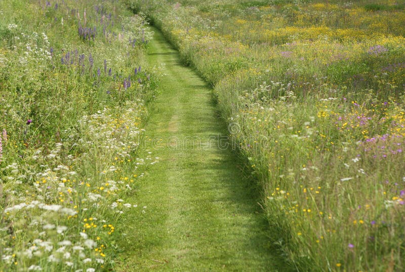 Mown Path through Wild Flower Meadow