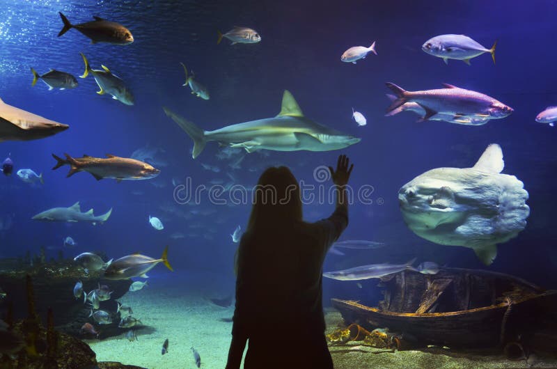 Moça no túnel de vidro no aquário de L'Oceanografic foto de stock royalty free Moça no túnel de vidro no aquário de L'Oceanografic foto de stock royalty free