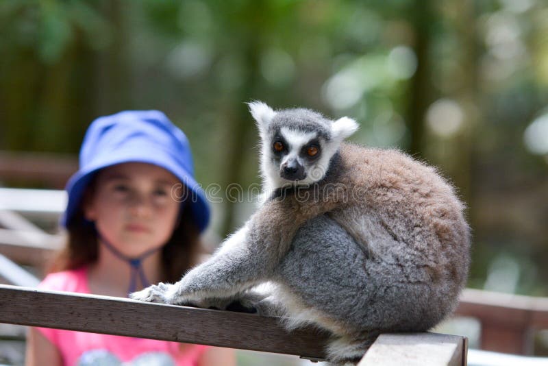 Moça que olha o primata Anel-atado do lêmure imagens de stock royalty free