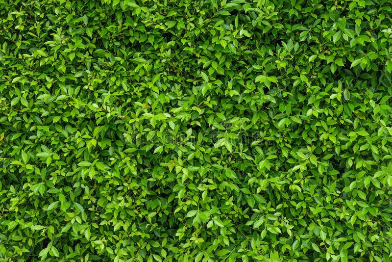 Można użyć naturalnego zielonego liściastego tła ściany z ciemnozielonym w ogrodzie jasnozielonym, naprzemiennie z czarnym cieniem