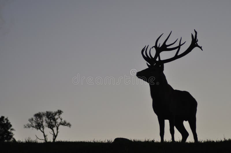 Silhouette of red deer stag, West Coast, South Island, New Zealand. Silhouette of red deer stag, West Coast, South Island, New Zealand