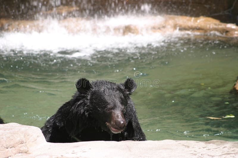 Mr Grizzly Bear stock image Mr Grizzly Bear stock image