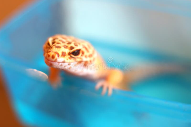 pix Smiling Lizard Couple 118 gecko smiling photos free
