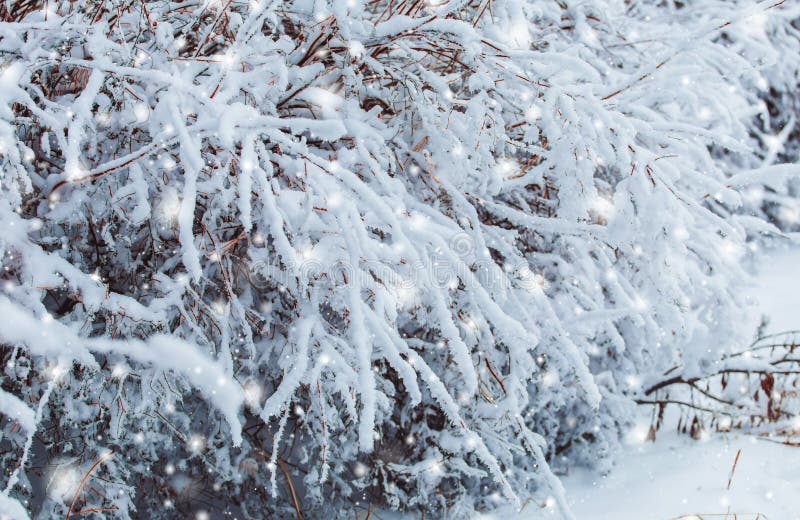 Mroźny zima krajobraz w śnieżnych lasowych sosen gałąź zakrywać z śniegiem w zimnej pogodzie Bożenarodzeniowy tło z jedlinowymi d fotografia stock