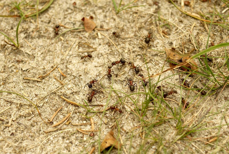 mrówek formica rufa zdjęcie royalty free mrówek formica rufa zdjęcie royalty free