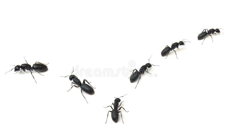 mrówek target1224_1_ obraz royalty free mrówek target1224_1_ obraz royalty free