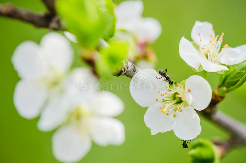 Mrówka biega na kwitnie gałąź śliwka fotografia stock Mrówka biega na kwitnie gałąź śliwka fotografia stock