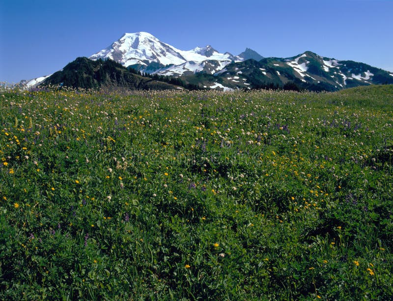 Mt Baker et le pré du clivage d'horizon traînent, la chaîne du nord de cascade, Washington photographie stock Mt Baker et le pré du clivage d'horizon traînent, la chaîne du nord de cascade, Washington photographie stock