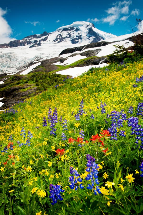 Mt. Baker et Wildflowers