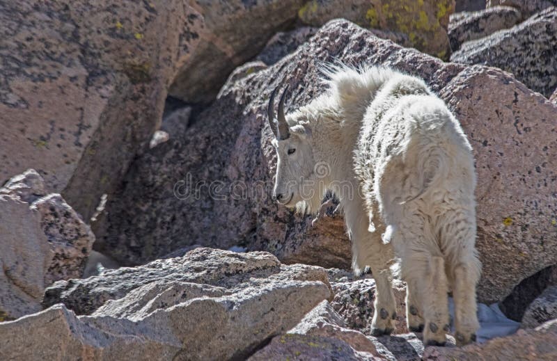 A single wild Mountain Goat on Mt. Evans.