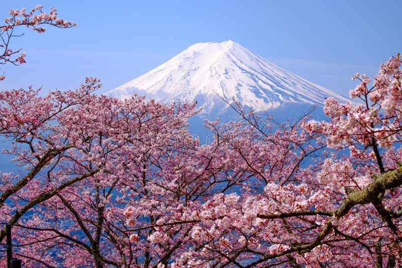 Mt Fuji and Cherry Blossom in Japan Spring Season & X28;Japanese Cal ...