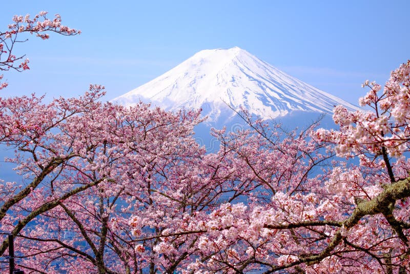 Mt Fuji and Cherry Blossom in Japan Spring Season & x28;Japanese Cal. L Sakura & x29 royalty free stock photo