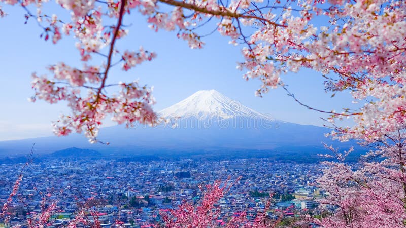 Mt. Fuji With Cherry Blossom (Sakura )in Spring, Fujiyoshida, Japan