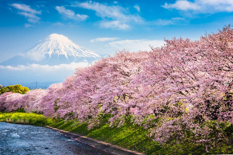 Mt Fuji i vår arkivfoton Mt Fuji i vår arkivfoton