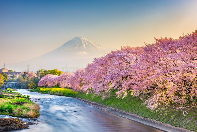 Mt. Fuji, Japan Spring Landscape Stock Image - Image of scene, pink ...
