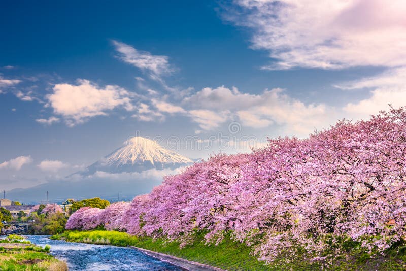 Mt. Fuji, Japan spring landscape from Uruigawa River with cherry blossoms. Mt. Fuji, Japan spring landscape from Uruigawa River with cherry blossoms.