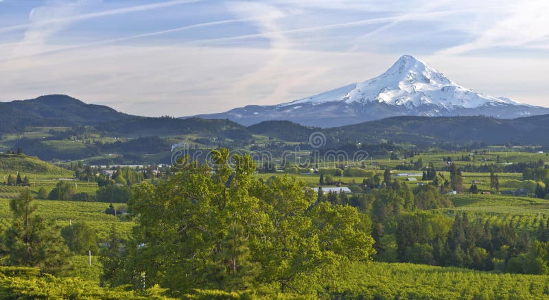 Mt. Hood and Hood River valley panorama.