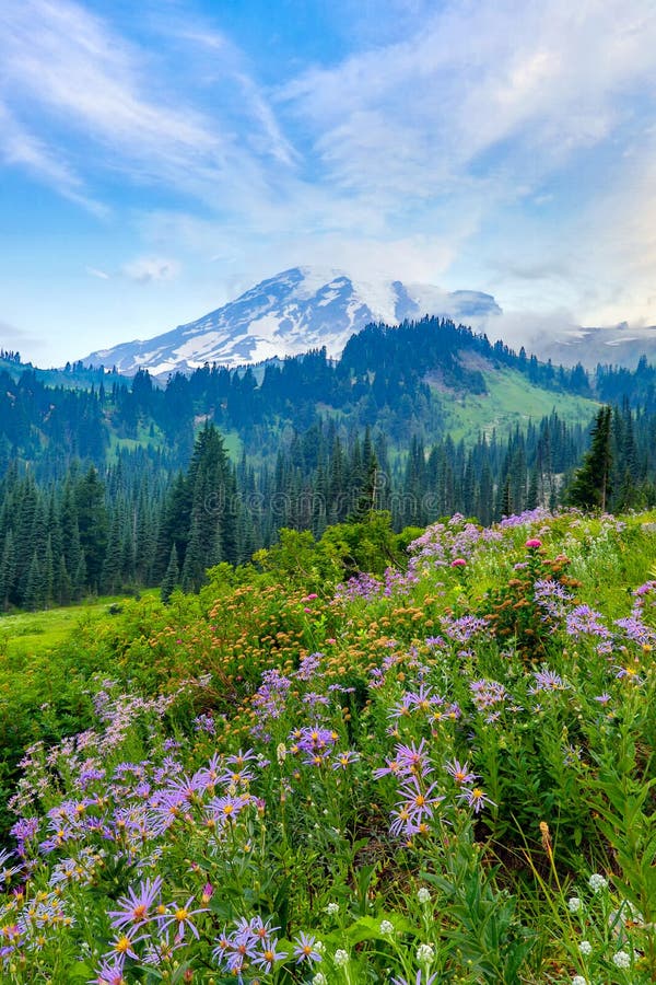 Mt más lluvioso y wildflowers imagen de archivo libre de regalías Mt más lluvioso y wildflowers imagen de archivo libre de regalías