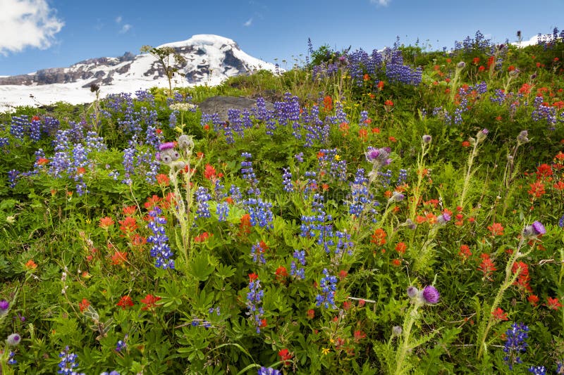Mt. panettiere Wildflowers