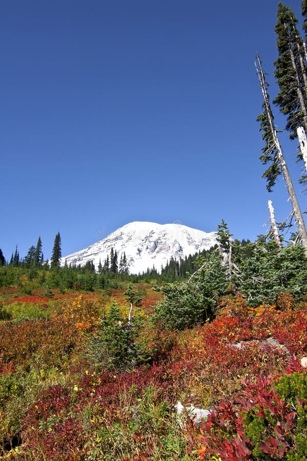 Mt. Rainier Fall Colors stock photo. Image of mountain 18057642